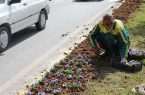 کاشت بیش از یک میلیون نهال و گل در سطح شهر شیراز